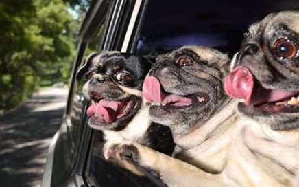 Photograph of 3 happy pugs looking out a car window that is rolled down