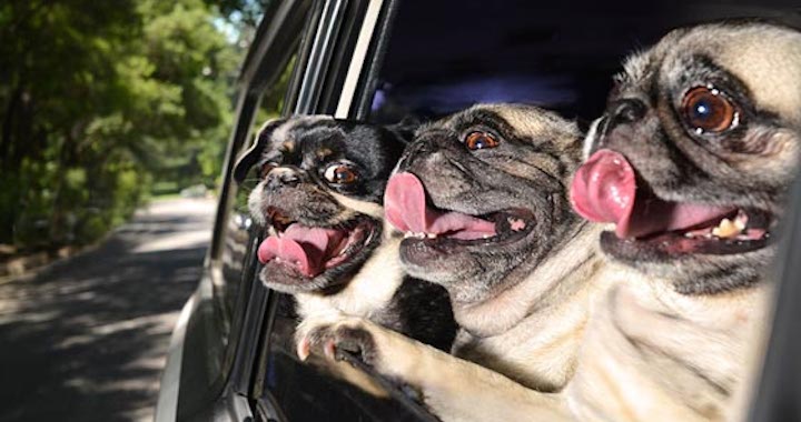 Photograph of 3 happy pugs looking out a car window that is rolled down
