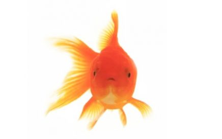 photo of a goldfish isolated on a white background