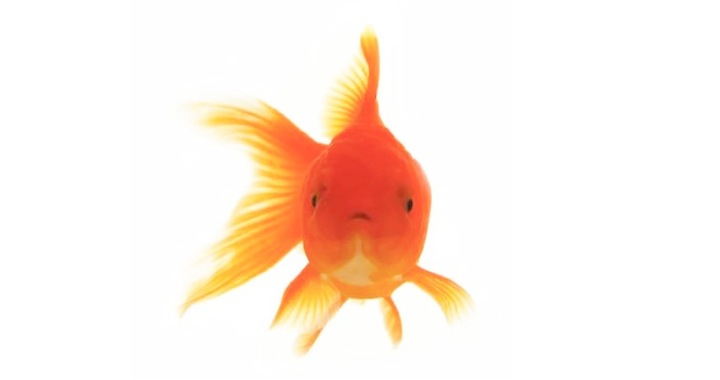 photo of a goldfish isolated on a white background