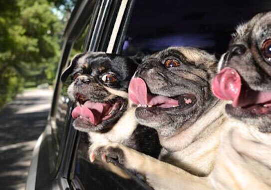 Three pugs enjoying car ride with tongues out.